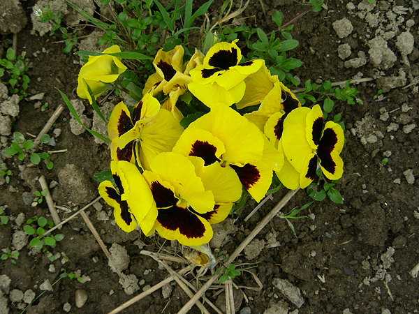 pansy in flower